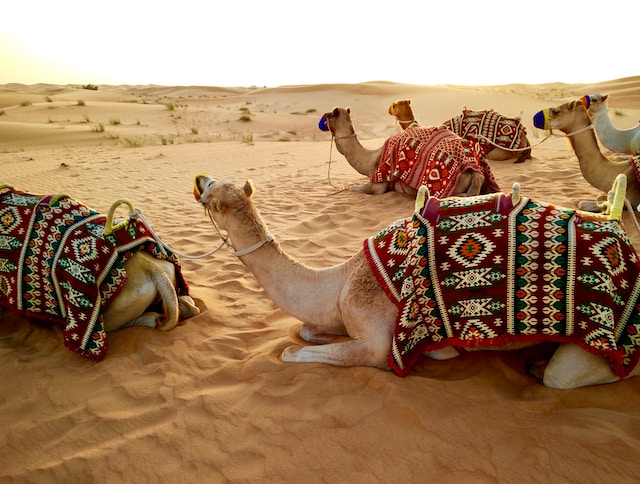 camel trucking