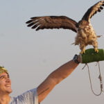 falcon experience with desert safari tours