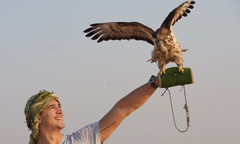 falcon experience with desert safari tours