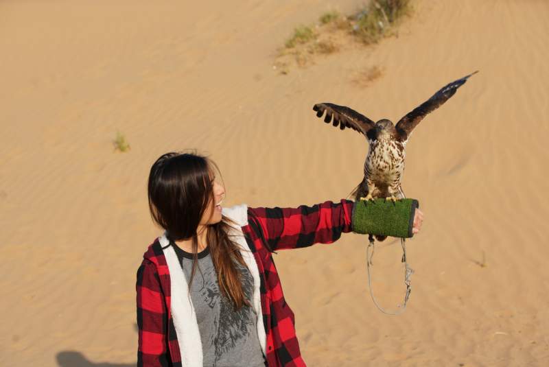 falcon show with sunrise desert safari